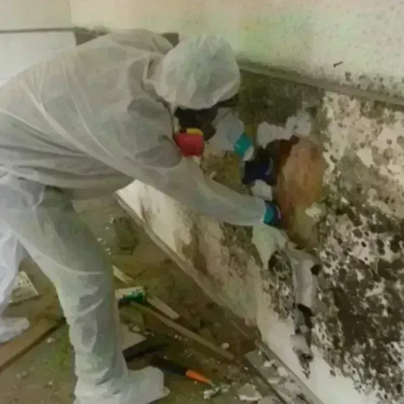 Mold Remediation and Removal in Bruceton, TN